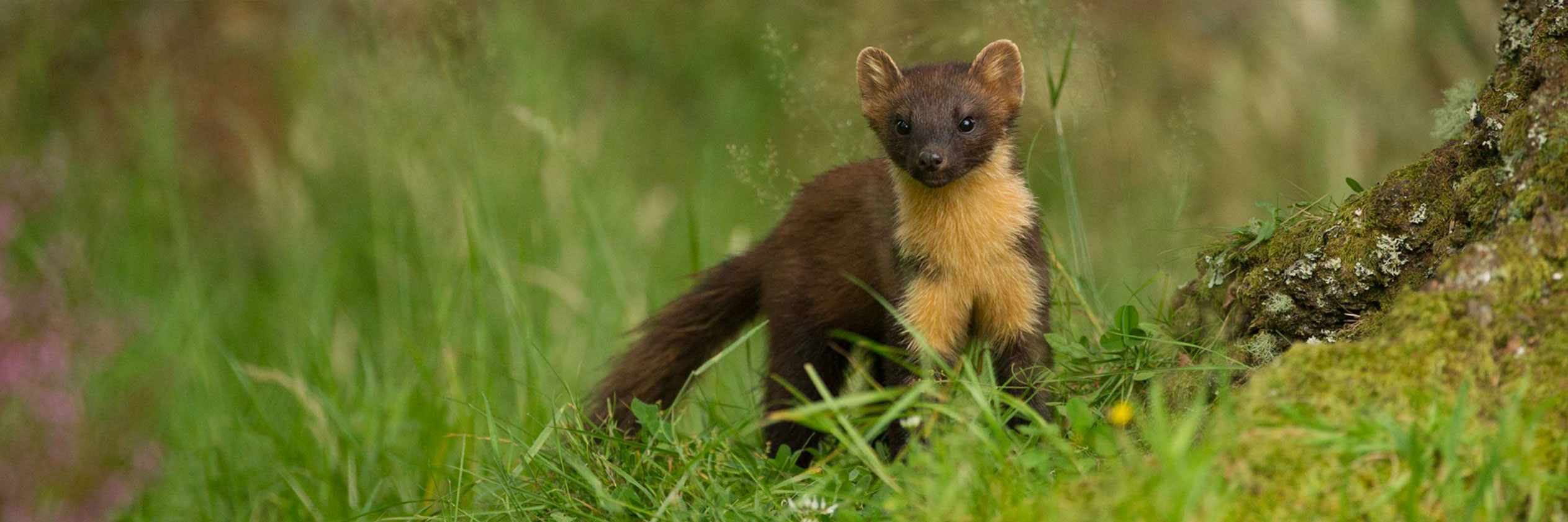CATCHING UP WITH THE ELUSIVE PINE MARTEN