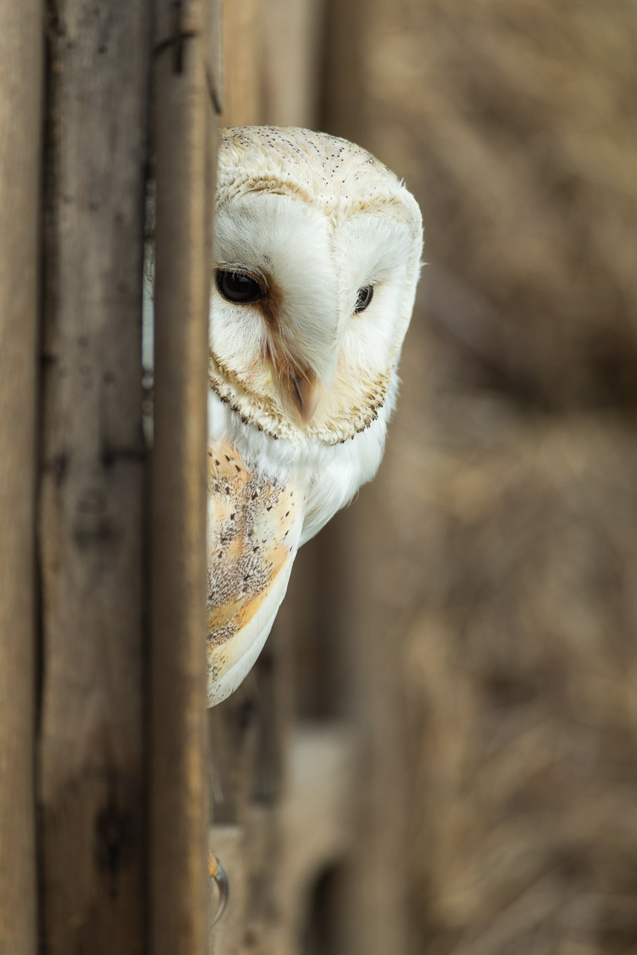 props barn owl and peregrine
