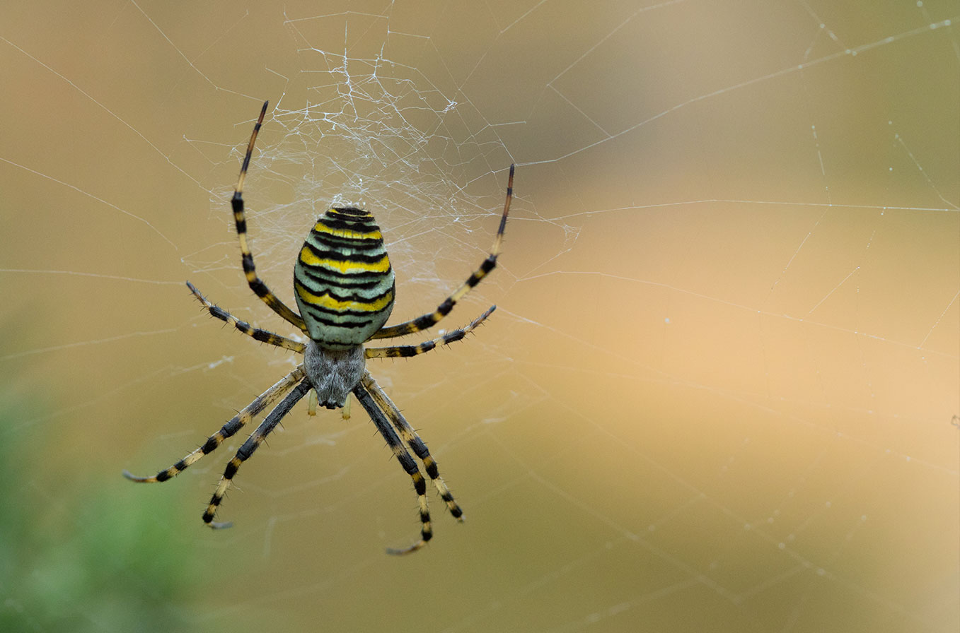 Wasp spider