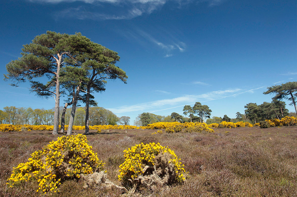 RSPB Arne, packed with Heathland Wildlife