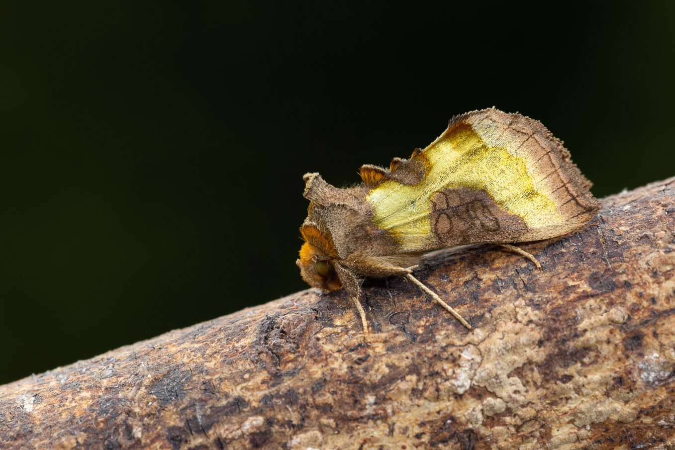 Burnished Brass S9I2811