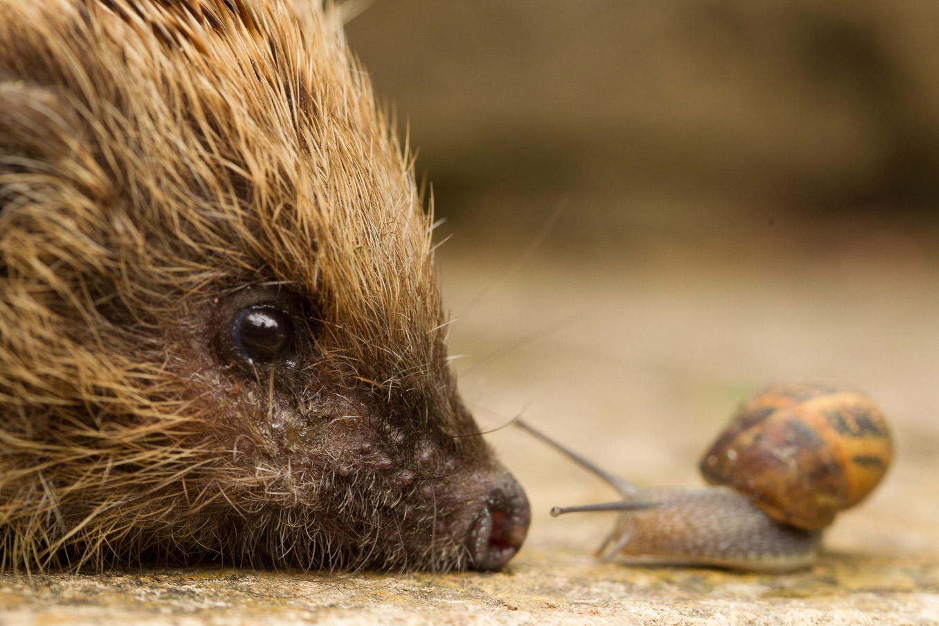 Hedgehogandsnail