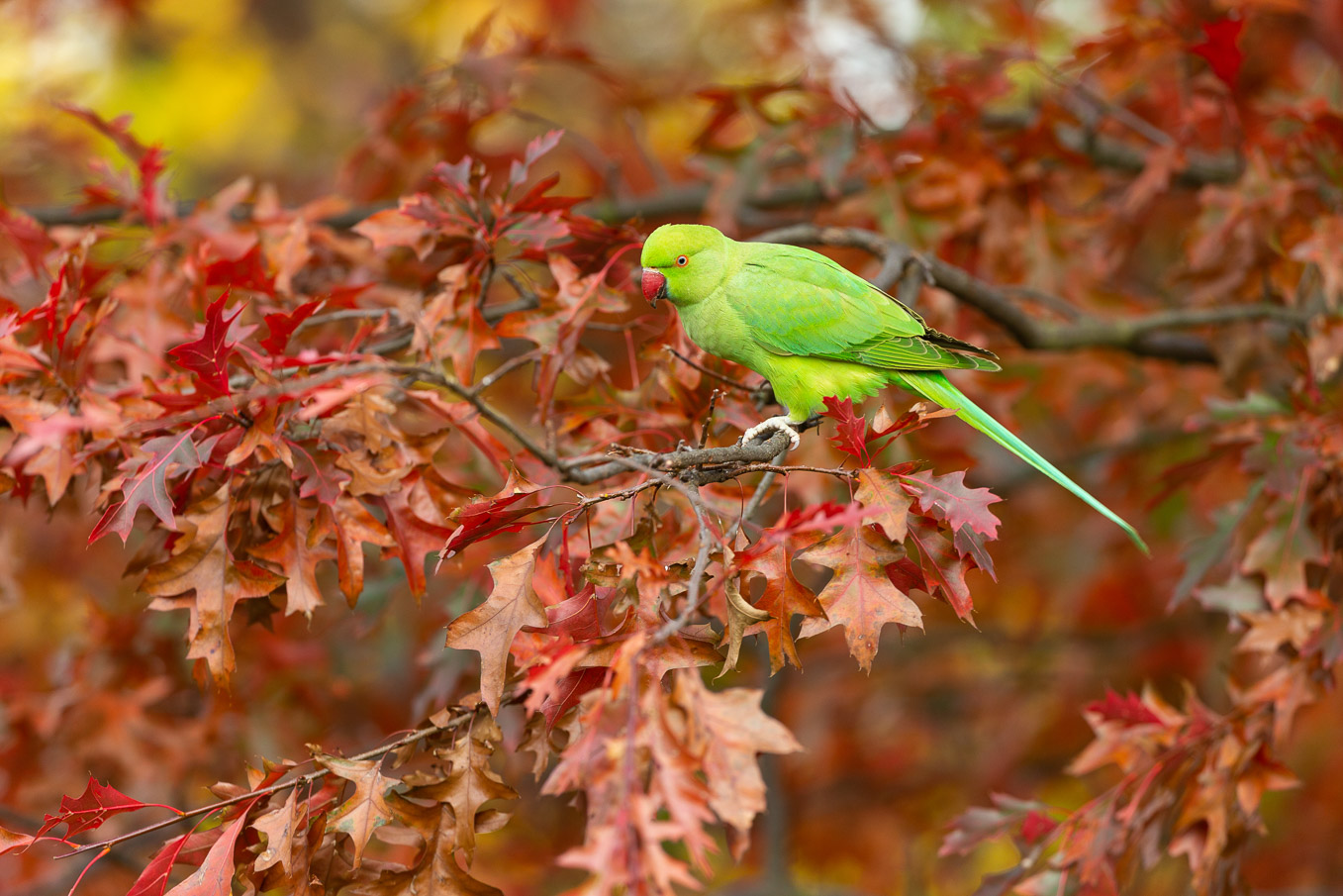 Ring Necked Parakeet 0872