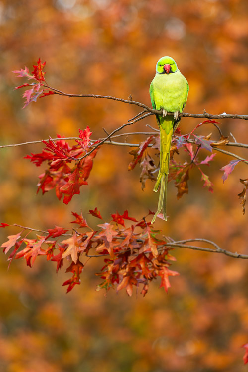 Ring Necked Parakeet 0882