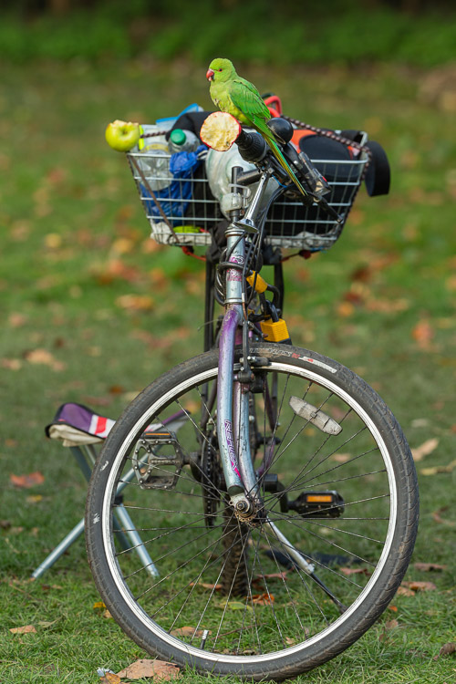 Ring Necked Parakeet 0913