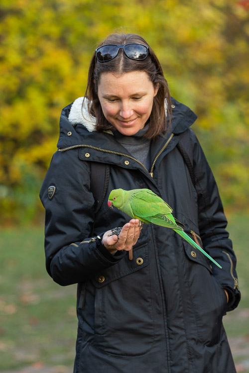 Ring Necked Parakeet 0954