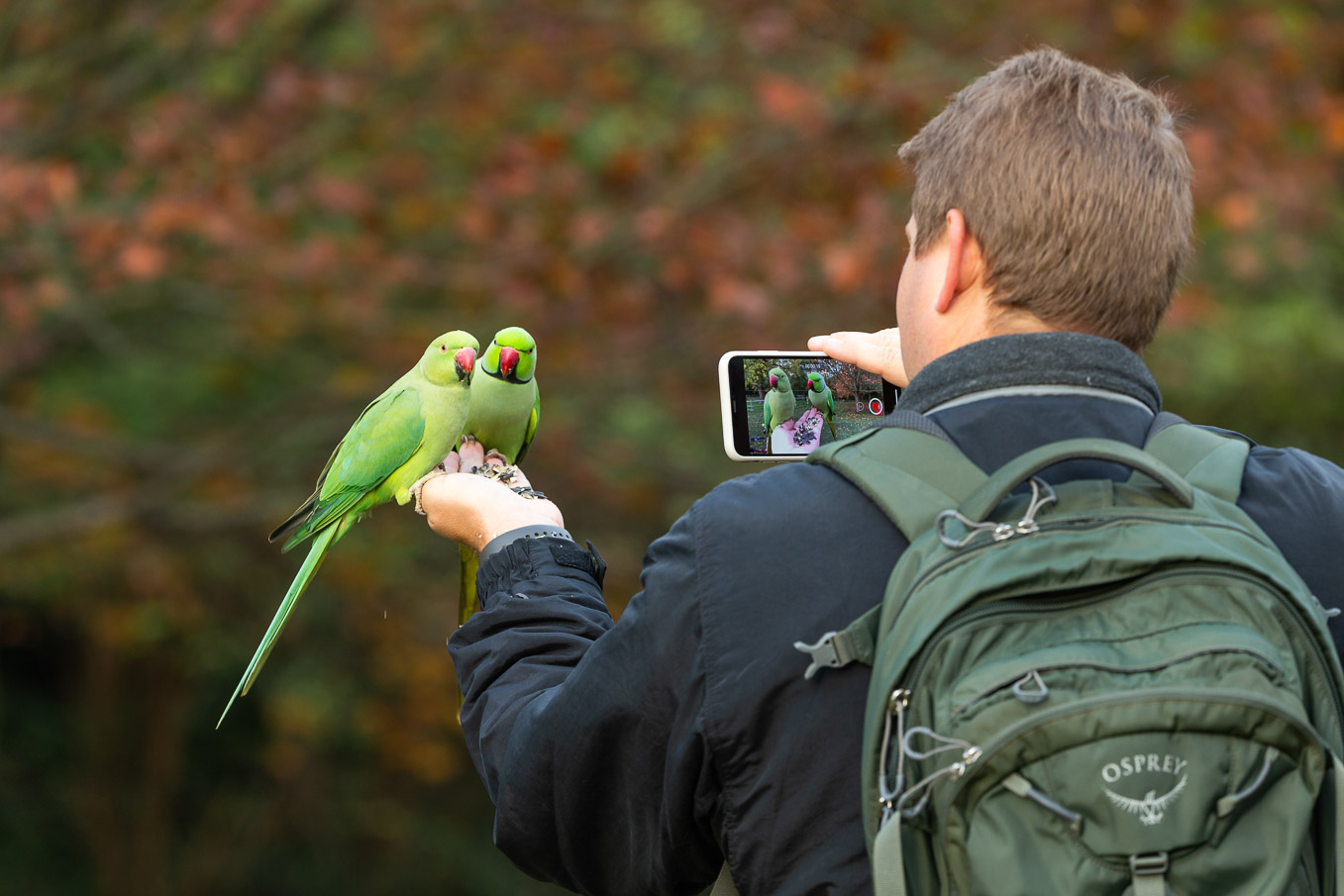 Ring Necked Parakeet 0975
