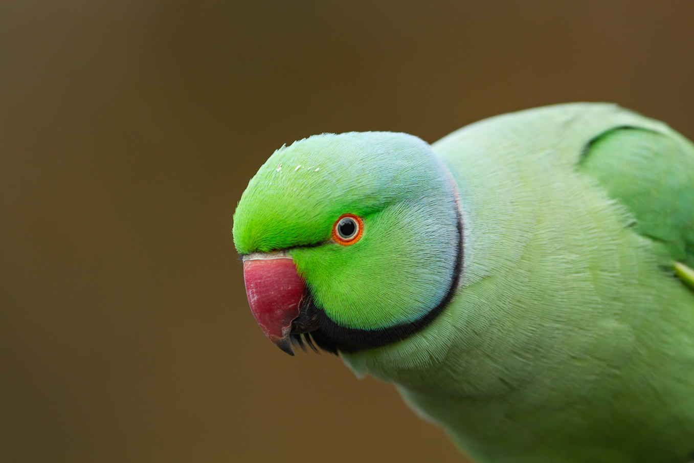 Ring Necked Parakeet 0995