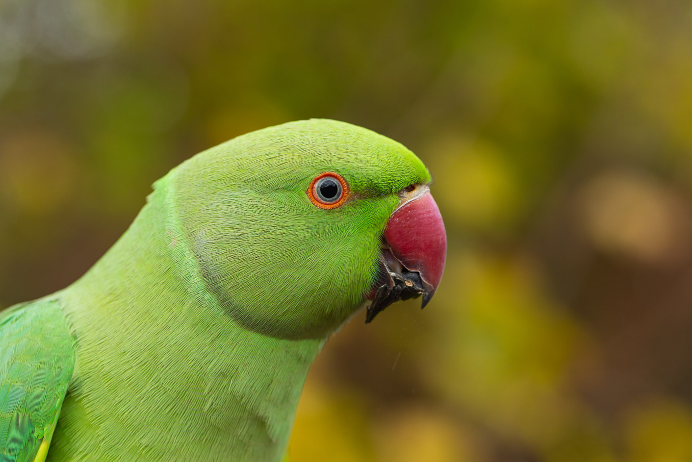 Ring Necked Parakeet 1024