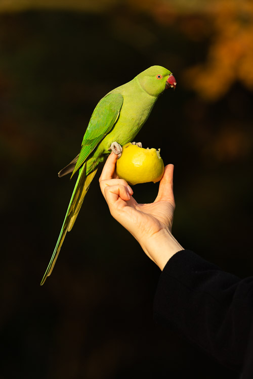 Ring Necked Parakeet 1138