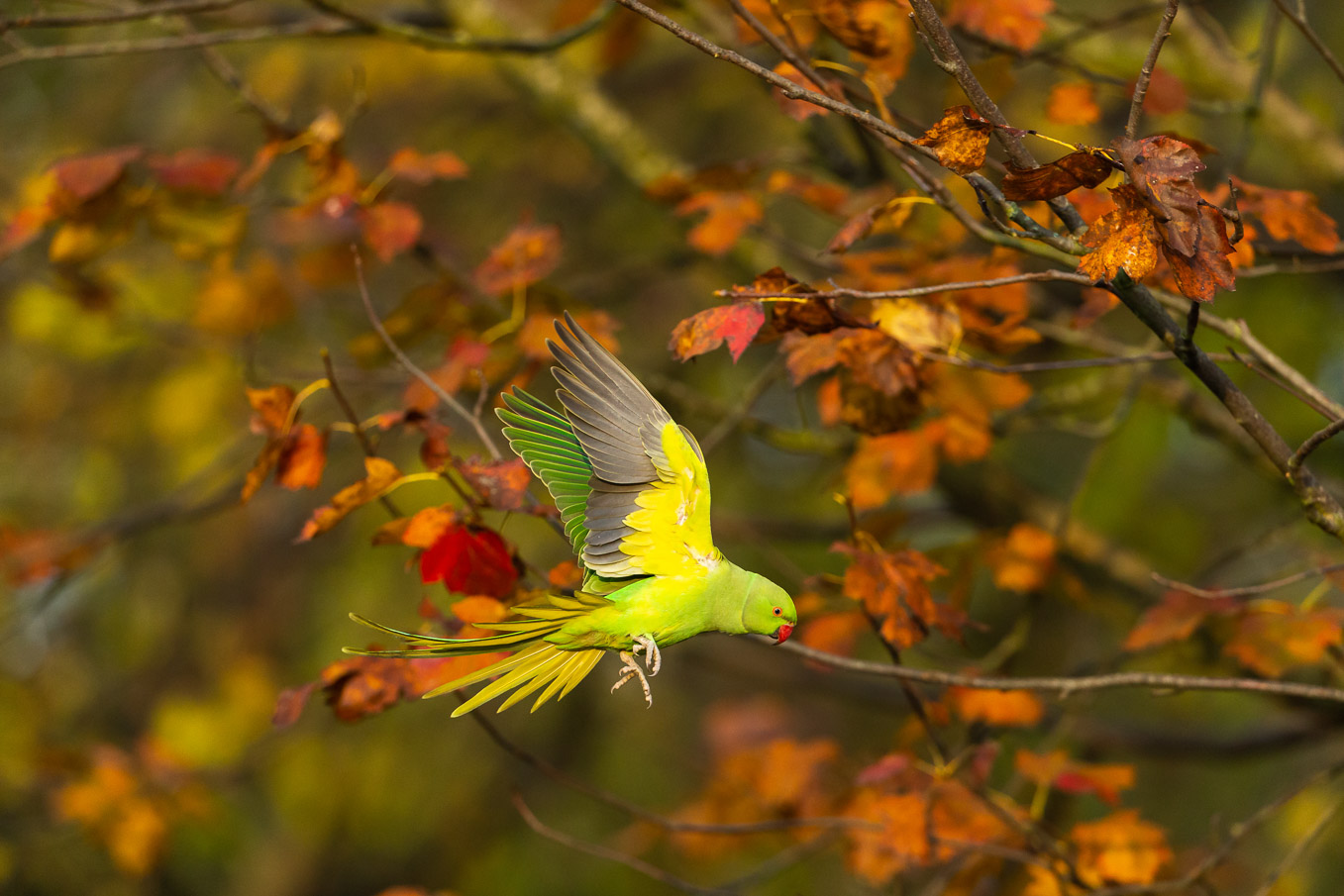Ring Necked Parakeet 1212
