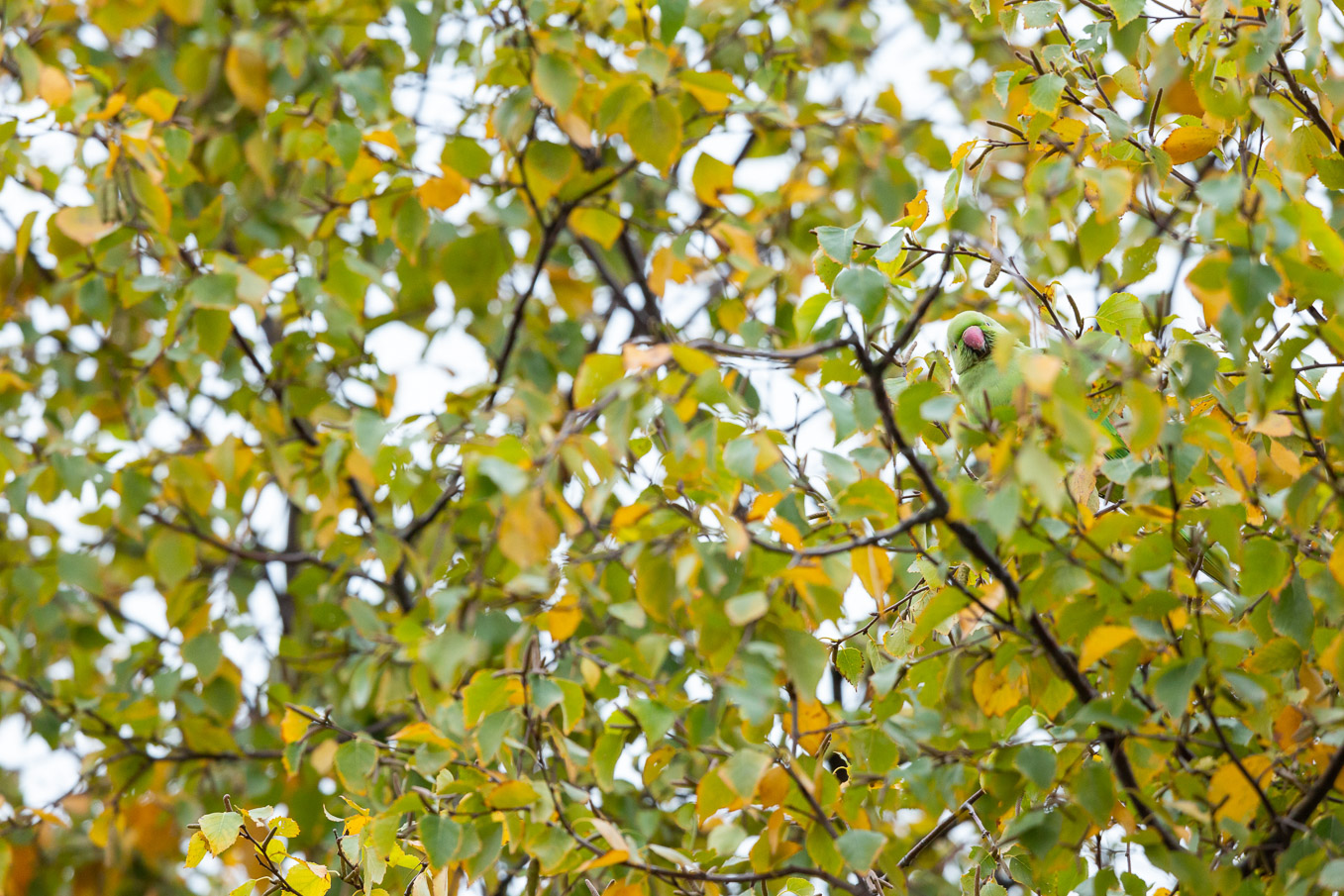 Ring Necked Parakeet 3794