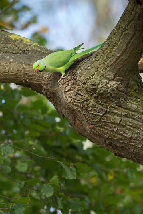 Ring Necked Parakeet 5994