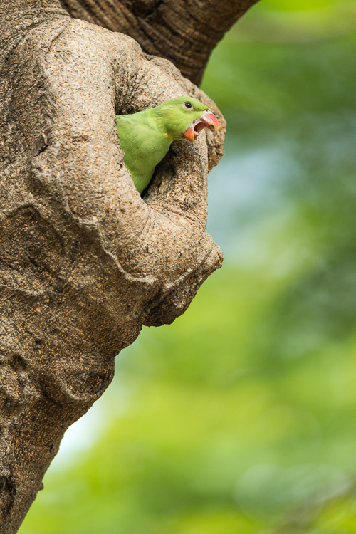 Ring Necked Parakeet 6638
