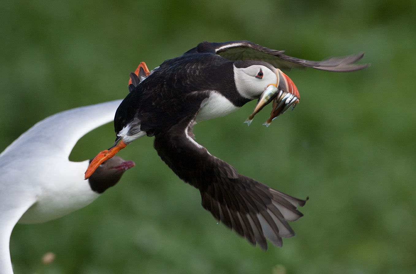 Puffins03