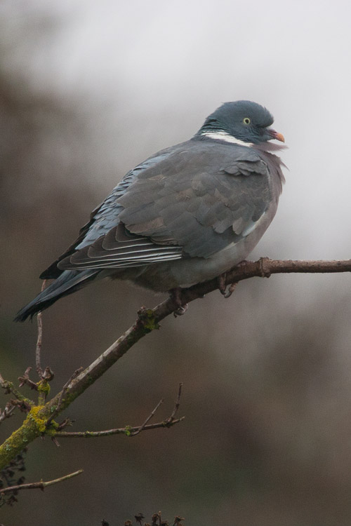 Sparrowhawk And Pigeon