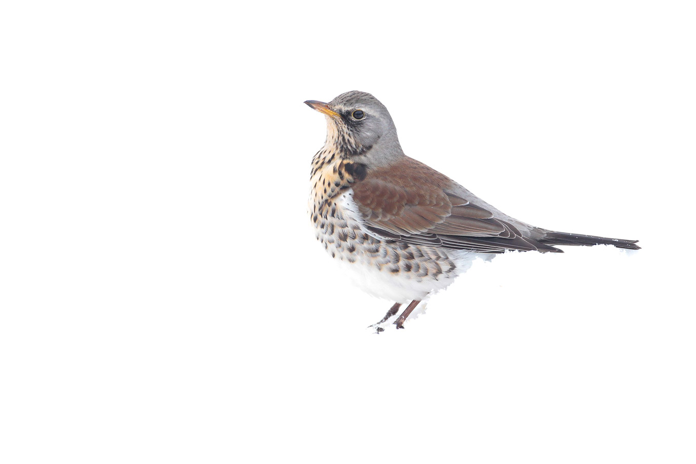 Fieldfare