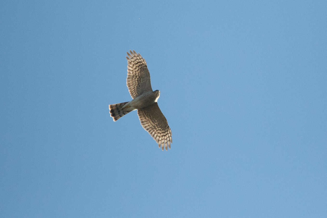 Sparrowhawk